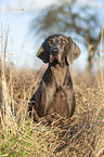 sitting blue Weimaraner