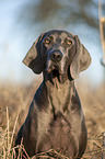blue Weimaraner Portrait