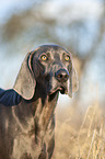 blue Weimaraner Portrait