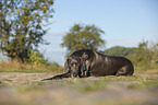 lying blue Weimaraner