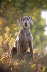 sitting Weimaraner