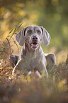 lying Weimaraner