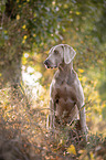 sitting Weimaraner