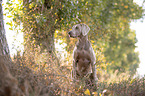 sitting Weimaraner