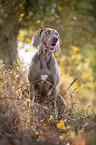 sitting Weimaraner