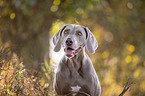 Weimaraner Portrait