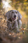 Weimaraner