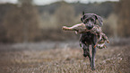 running Weimaraner