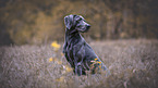 sitting Weimaraner
