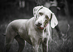 standing Weimaraner