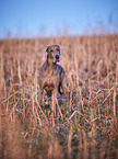 Weimaraner