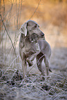 Weimaraner at hunt