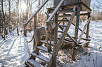 Weimaraner