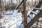 Weimaraner