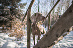 Weimaraner