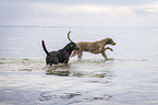 2 dogs