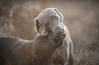2 dogs
