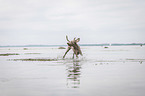 running Weimaraner