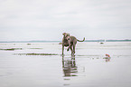 walking Weimaraner