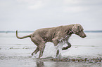 running Weimaraner