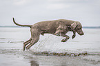 running Weimaraner