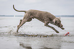 running Weimaraner