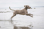 running Weimaraner