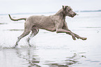 running Weimaraner