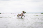 running Weimaraner