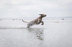 running Weimaraner
