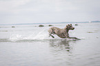 running Weimaraner