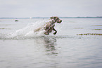 running Weimaraner