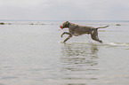 running Weimaraner