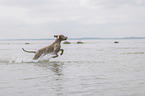 running Weimaraner