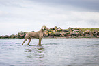bathing Weimaraner