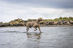 walking Weimaraner