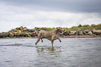 walking Weimaraner