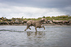 walking Weimaraner