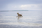 walking Weimaraner
