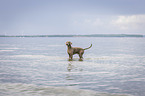 bathing Weimaraner