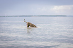 diving Weimaraner