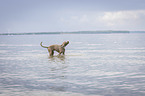 shaking Weimaraner