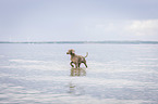 bathing Weimaraner