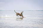 running Weimaraner