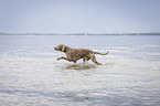 walking Weimaraner