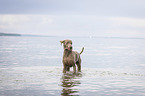 bathing Weimaraner