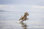 running Weimaraner