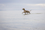 running Weimaraner