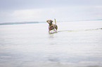 running Weimaraner