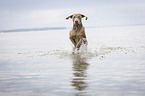 running Weimaraner